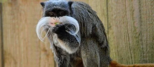 primates monos nuevo mundo