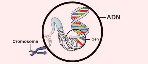 ADN, cromosoma y gen