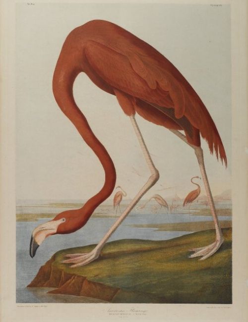 Znaczenie Naturalizm (Czym jest, Pojęcie i Definicja) - Znaczenia american-flamingo-naturalismo-significados_bg