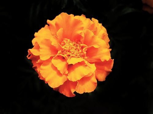 Flor cempasúchil