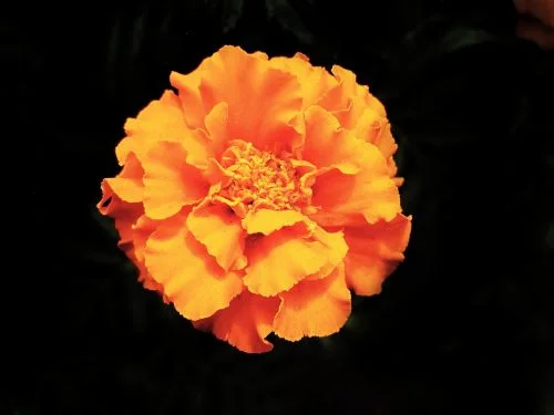 Flor cempasúchil