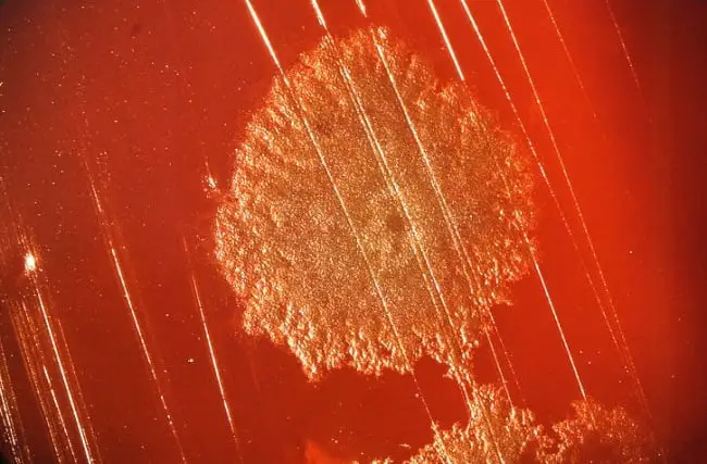 Borrador-ID-reinos de la naturaleza-no publicar