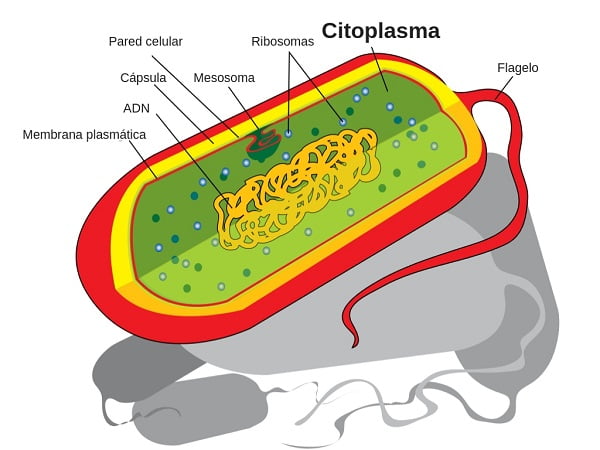 Función del citoplasma