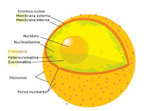 Znaczenie Nukleolus (Co to jest, Pojęcie i Definicja) - Znaczenia envoltura-nuclear_bg
