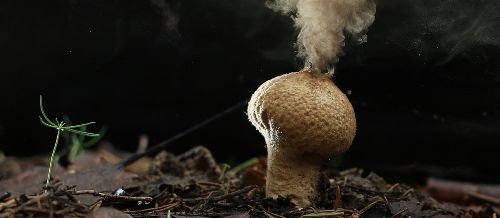Esporas fungi