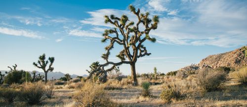 estepa-significados_bg