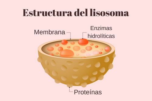 Znaczenie Lizosomy (Co to jest, Pojęcie i Definicja) - Znaczenia estructura-de-lisosoma-significados_bg