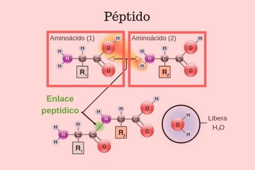 Znaczenie Proteiny (Co to są proteiny, pojęcie i definicja) - Znaczenia estructura-de-peptido-significados_bg