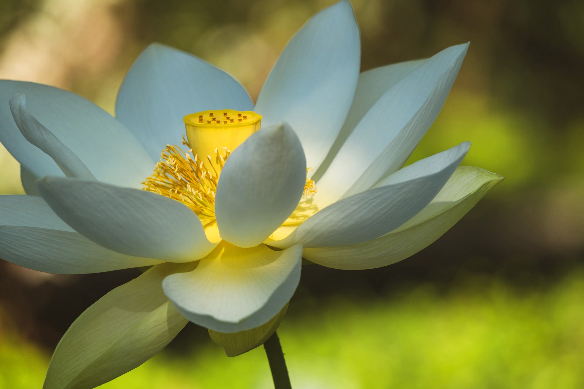Flor de loto blanca