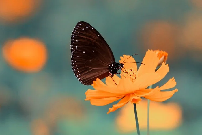 Flor, polinización