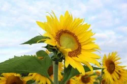 girasol_sm
