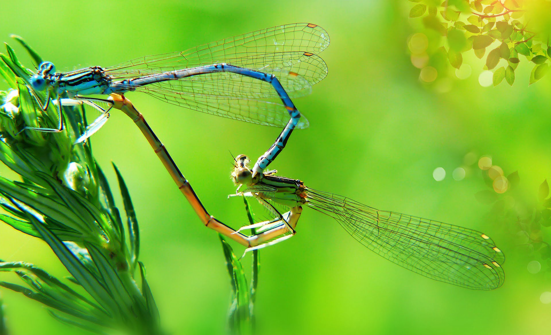 libélula, reproducción