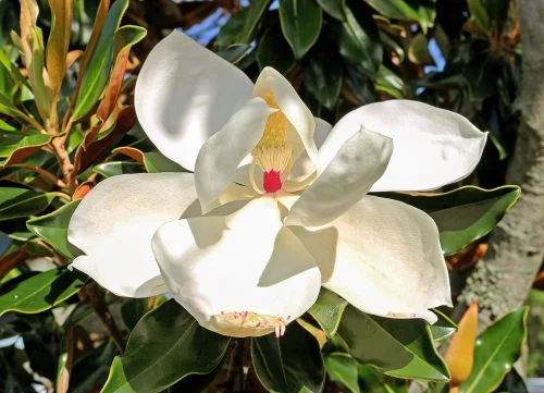 magnolia_bg