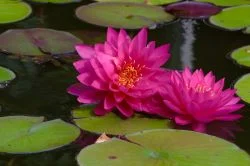 nenufar_sm
