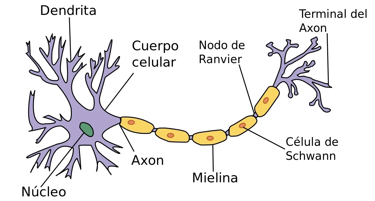 neurona-2a