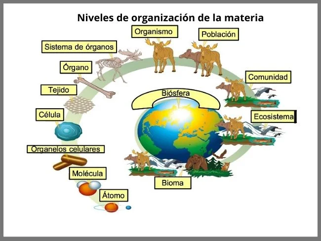 niveles-de-organizacion-de-la-materia