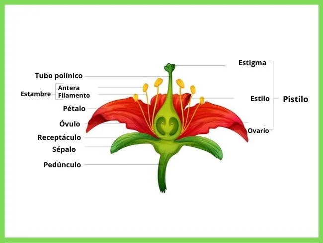 Flor, partes de la flor