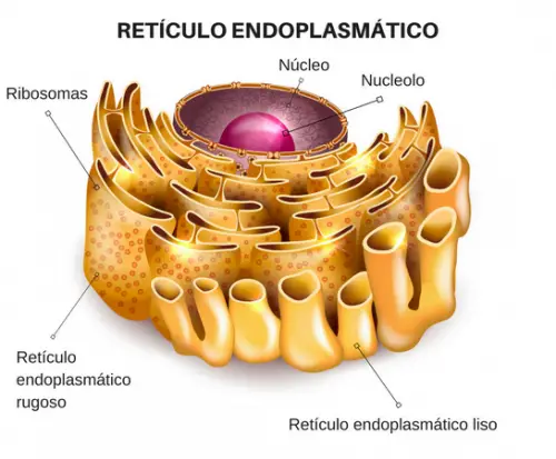 reticulo-endoplasmatico_bg