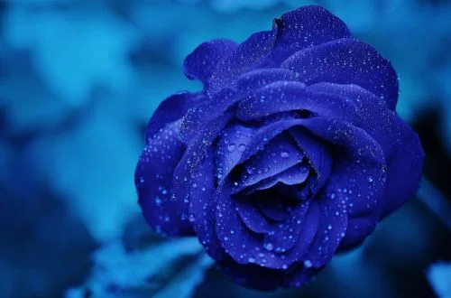 Rosa azul