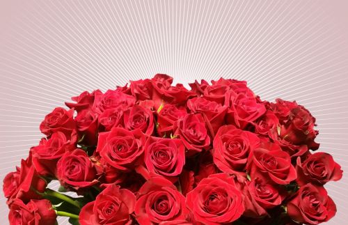 Rosas-San Valentín