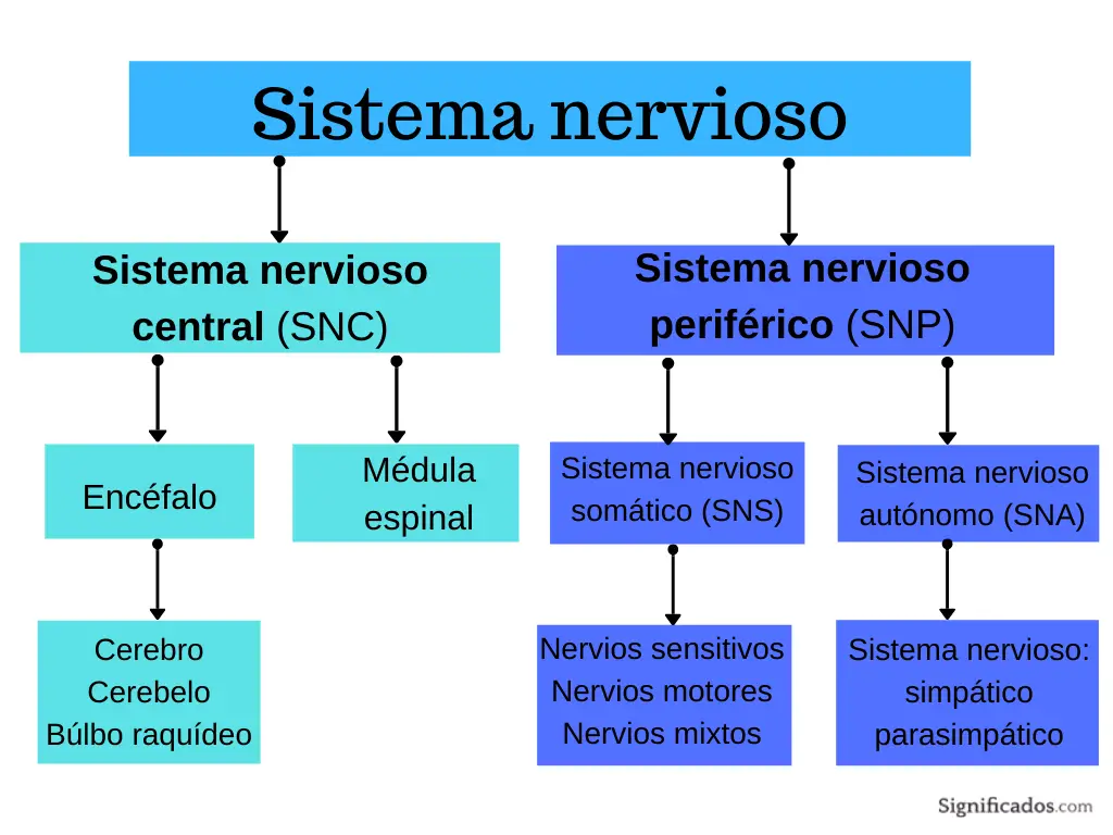 Sistema nervioso-mapa conceptual