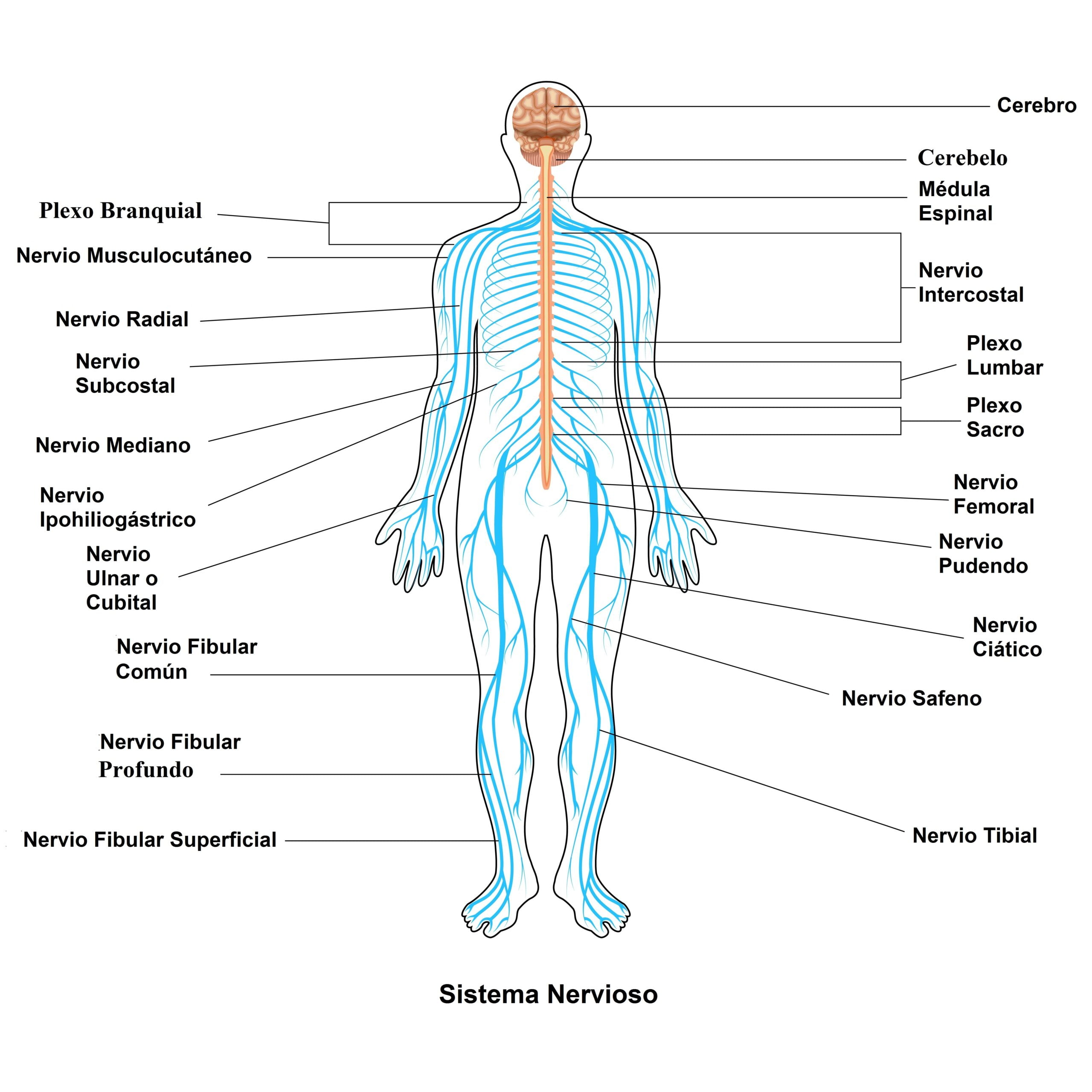 enfermedades del cerebro y del sistema nervioso