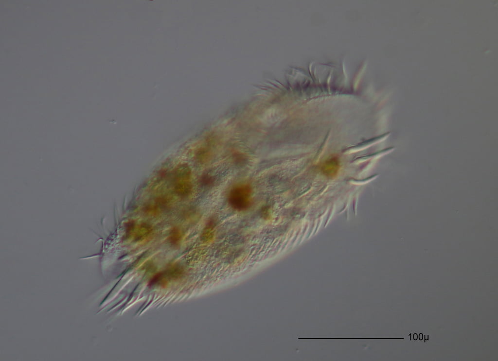 Stylonychia.Reino protista
